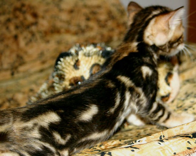 Trim Aug 9  R Side_7_1